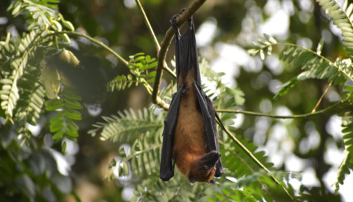 A bat hanging from a tree