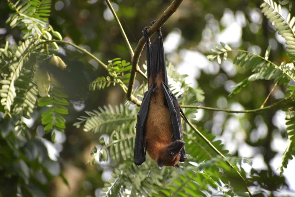 A bat hanging from a tree