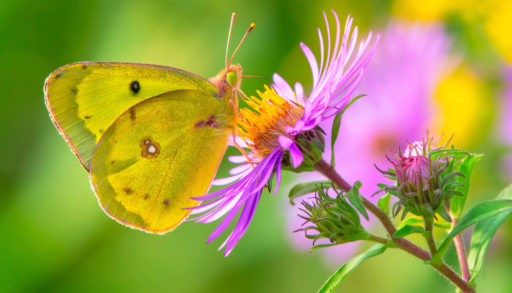 A clouded sulphur butterfly perched on a purple aster