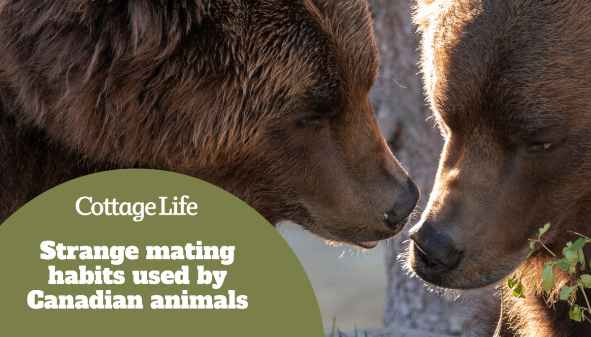 mated pair of grizzly bears share a moment