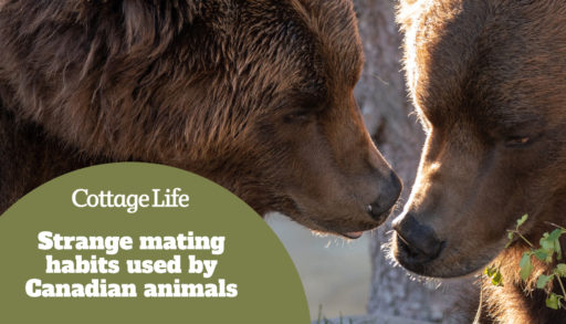 mated pair of grizzly bears share a moment