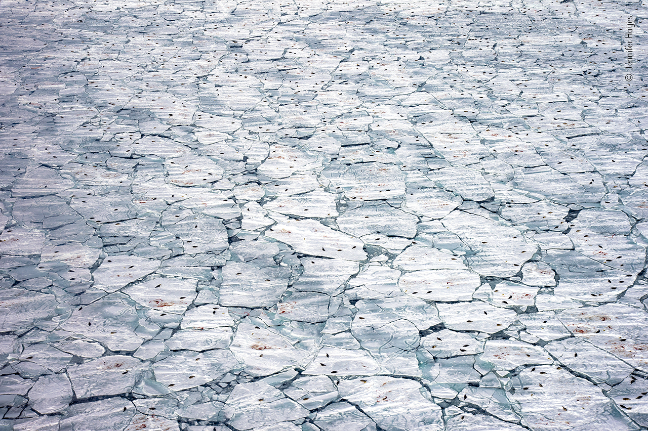 fractured sea ice