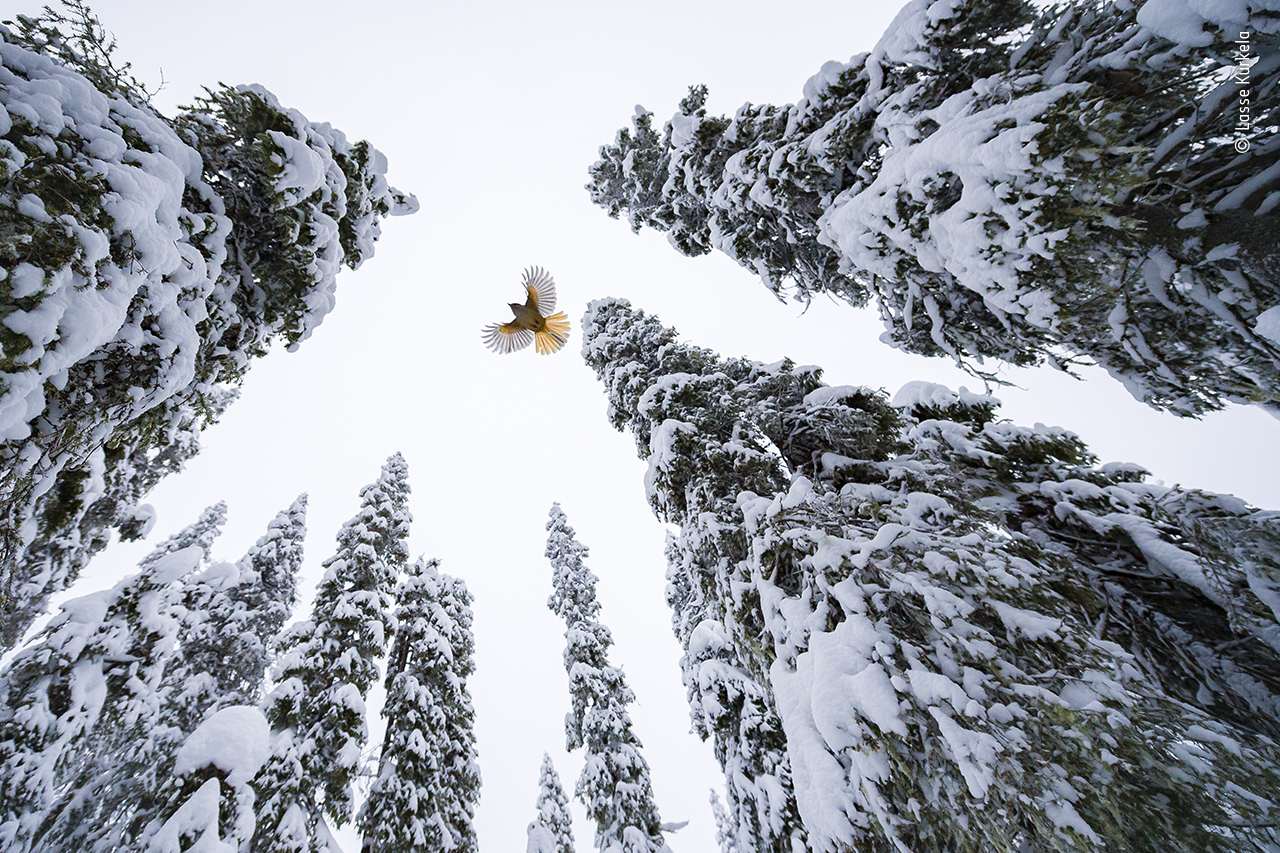 Siberian jay flying to the top of a spruce tree