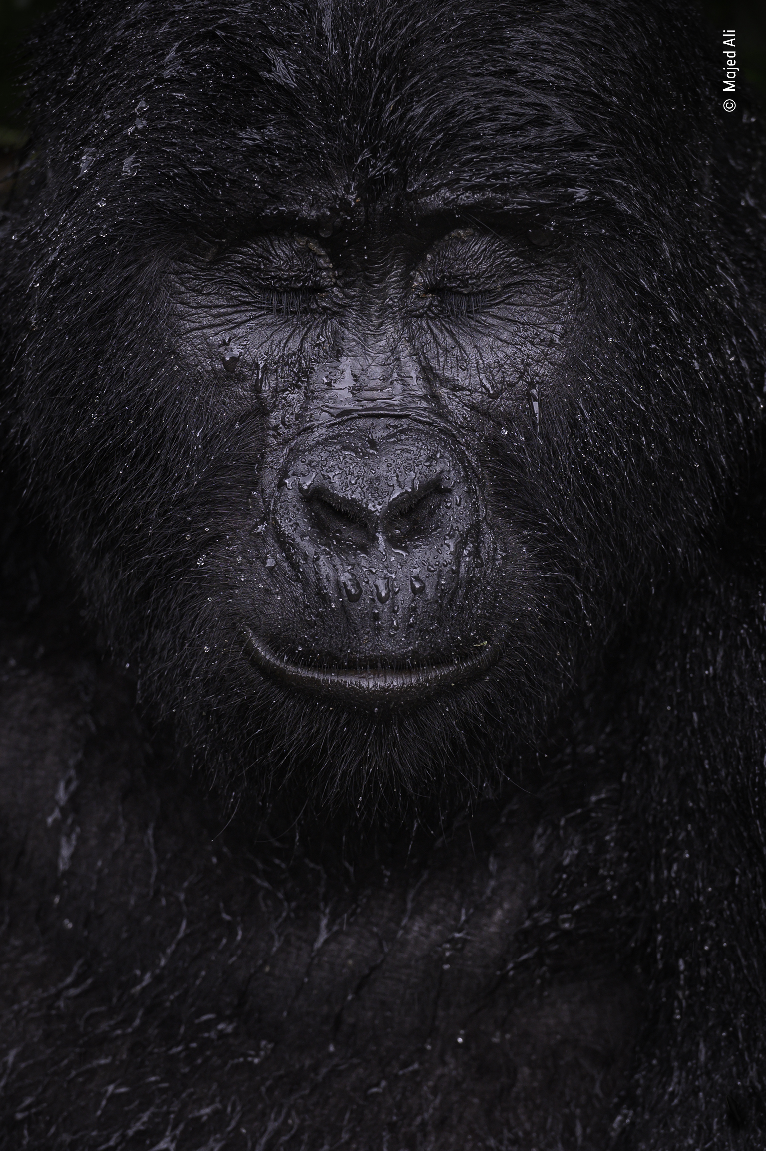 A gorilla closes its eye in the rain
