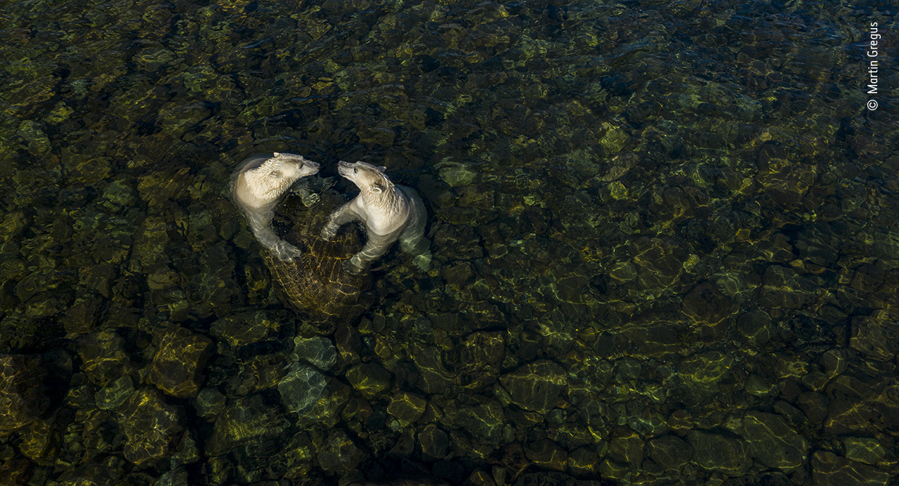 Two polar bears cooling off in water