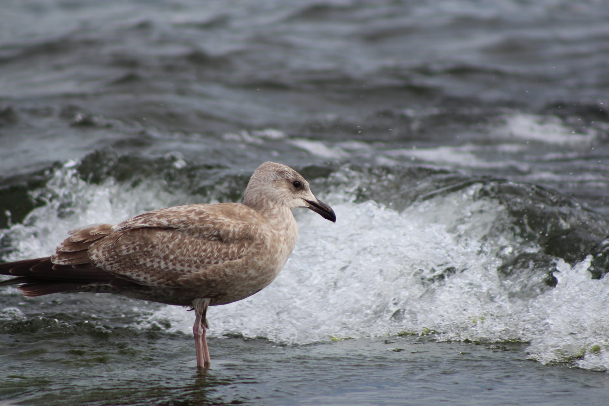 Northern Shore of Lake Erie, Rock Point Provincial Park