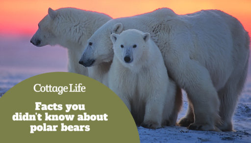 polar bear with her yearling cubs against Arctic sunset