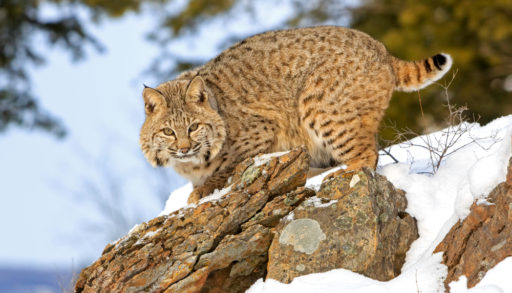 An adult bobcat against a winter background