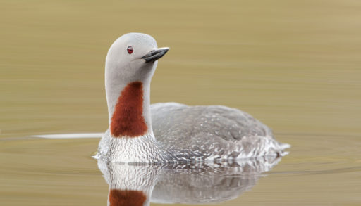 A red-throated loon floating on a quiet lake