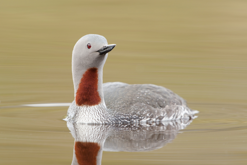 A red-throated loon floating on a quiet lake