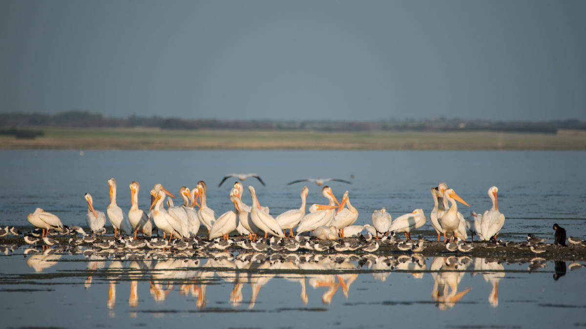 Pelicans, Franklin gulls and comorant on Last Mountain Lake in Saskatchewan in the late afternoon light.