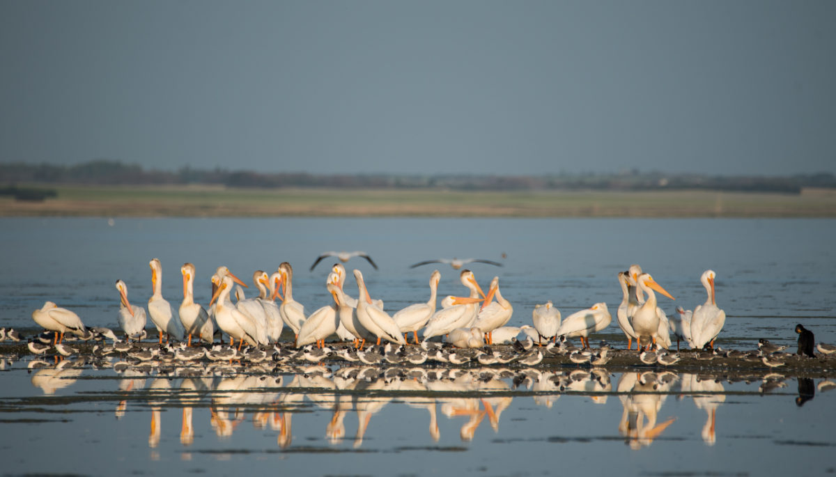 Pelicans, Franklin gulls and comorant on Last Mountain Lake in Saskatchewan in the late afternoon light.