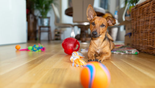 daschund playing with ball