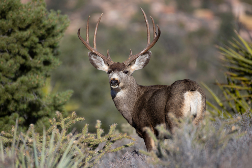A male mule deer surrounded by scrubby vegetation