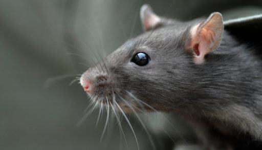 A close-up shot of a rat's face, covered in whiskers