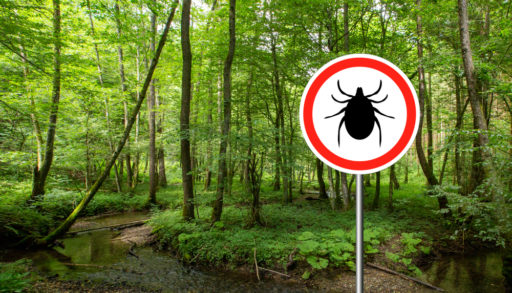 A caution sign in a forested area warns about ticks that carry lyme disease