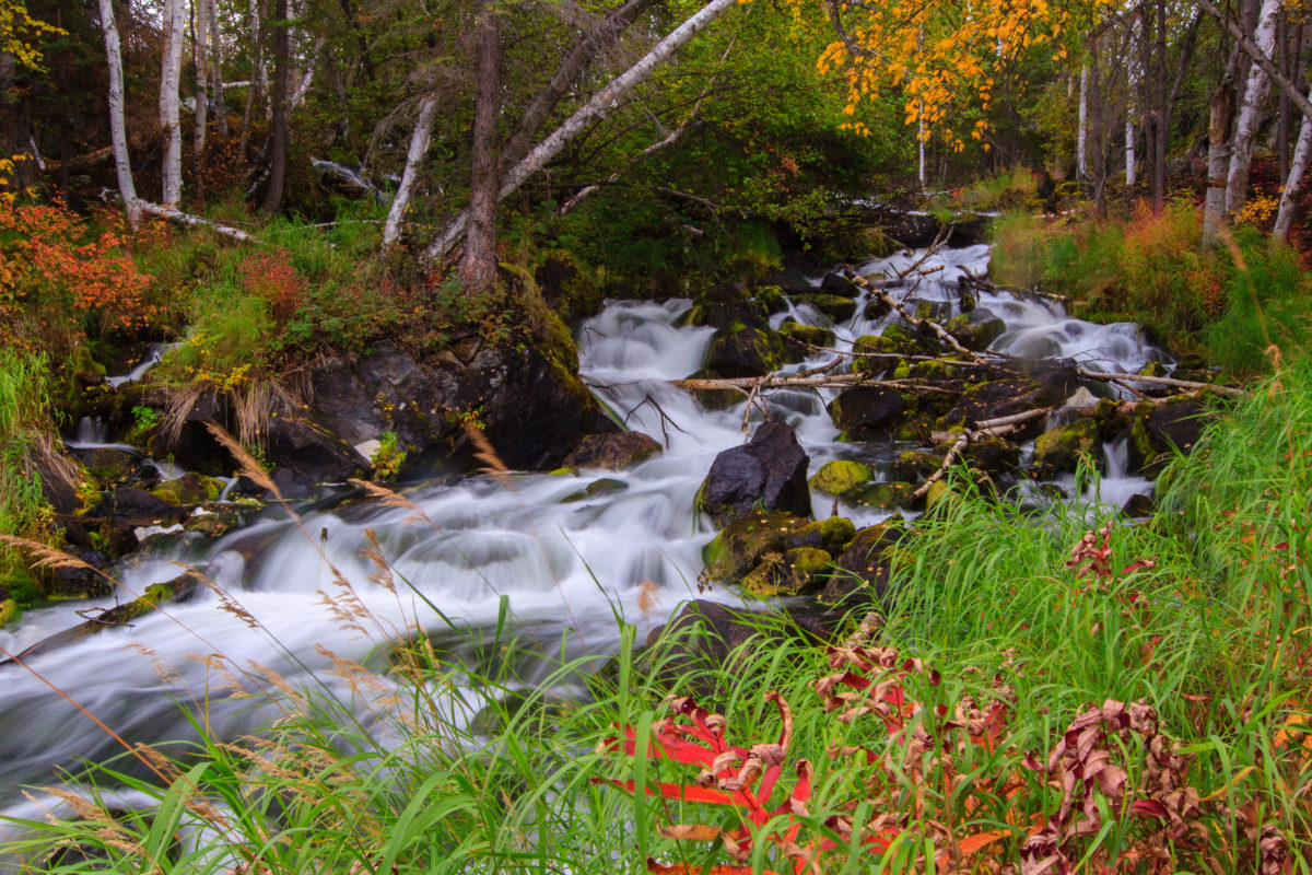 Early fall colours glow along the banks of a creek near the Ingraham Trail in Canada's Northwest Territories.