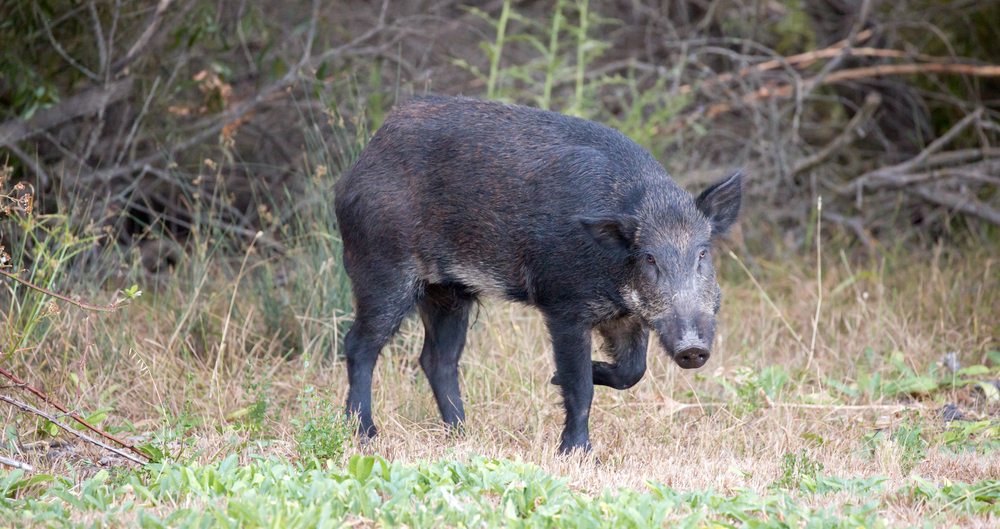 Eurasian Wild Boar