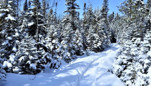 a snowy trail through the woods