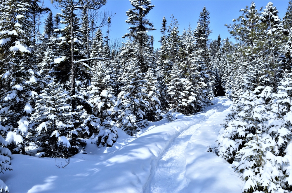 a snowy trail through the woods