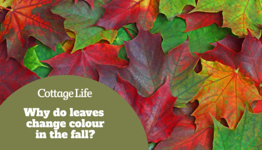 Maple carved leaves natural floral autumn colorful background