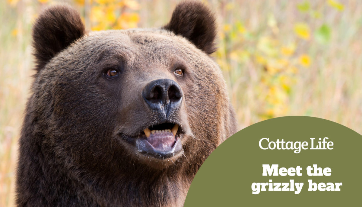 Grizzly Bear Portrait