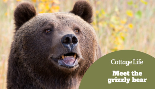 Grizzly Bear Portrait