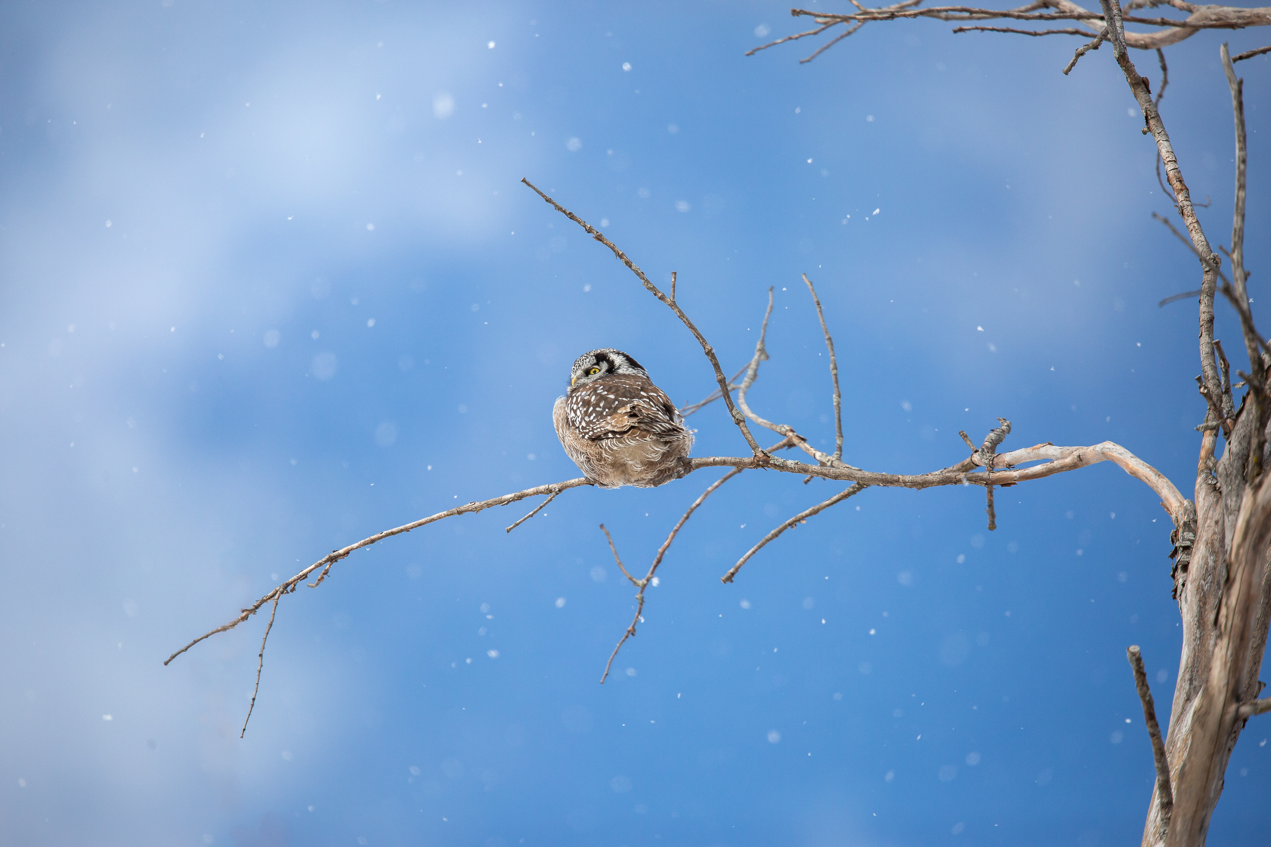 Owl in tree on winter day