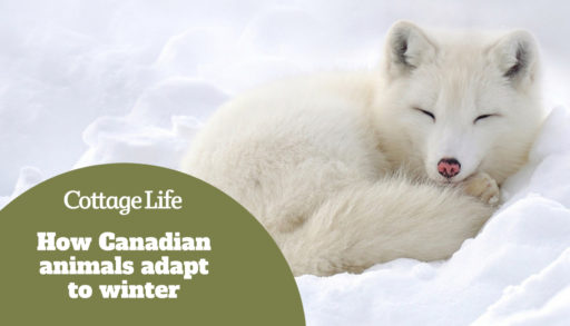 Arctic fox in the snow in winter.