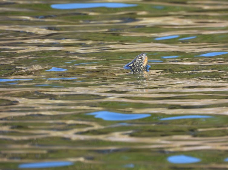 Map turtle swimming