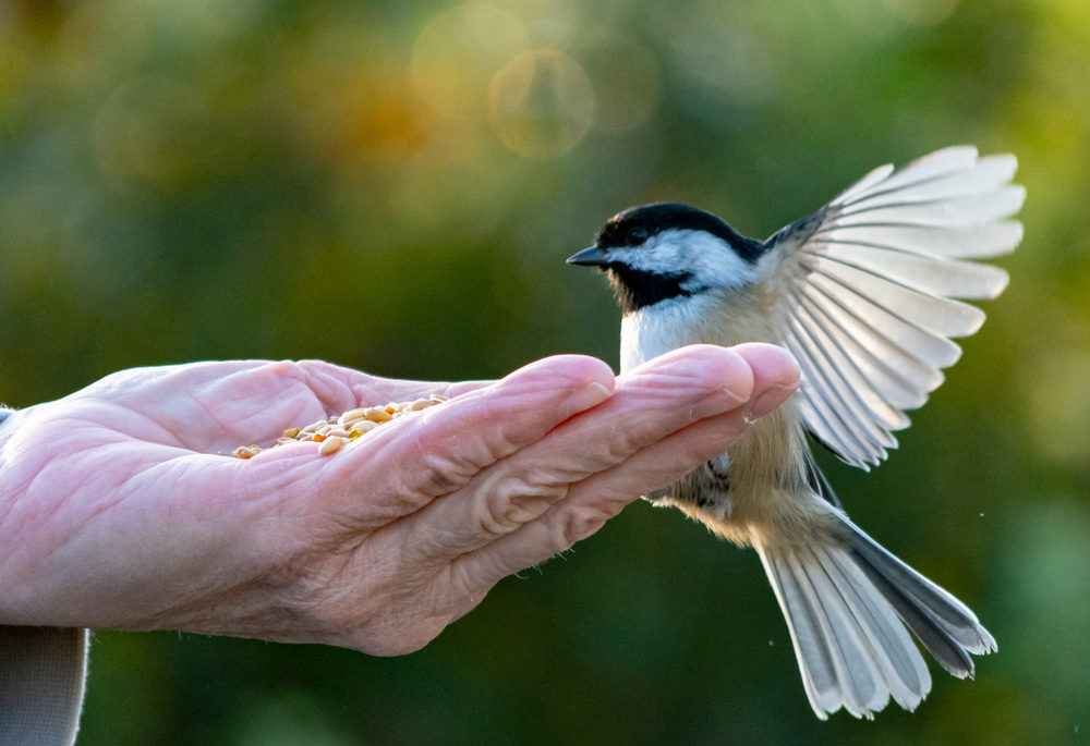 feeding a black-capped chickadee from the hand