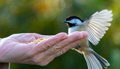 feeding a black-capped chickadee from the hand