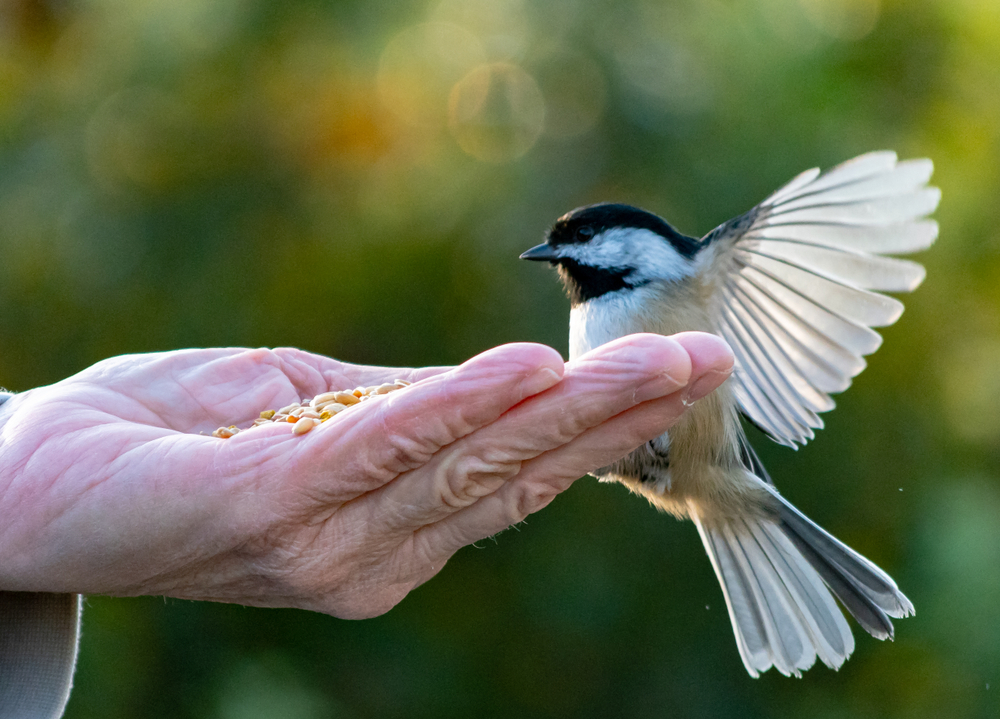 feeding a black-capped chickadee from the hand