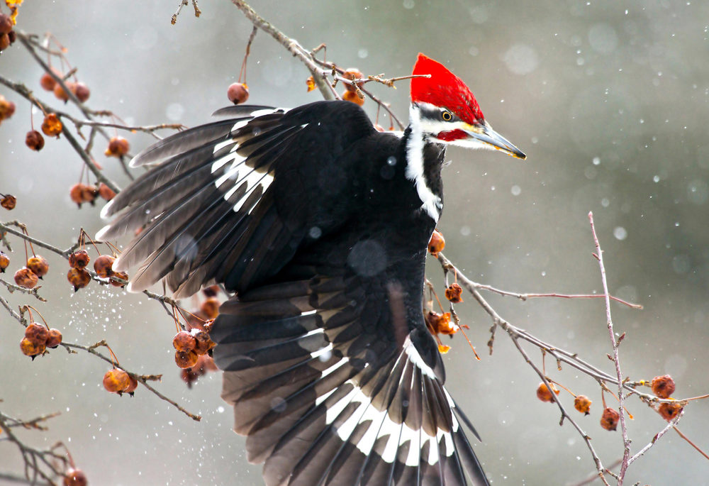 A pileated woodpecker clinging to a thin branch in winter