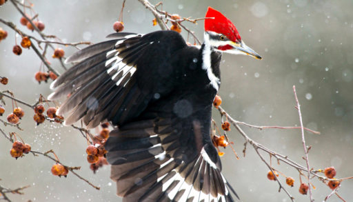 A pileated woodpecker clinging to a thin branch in winter