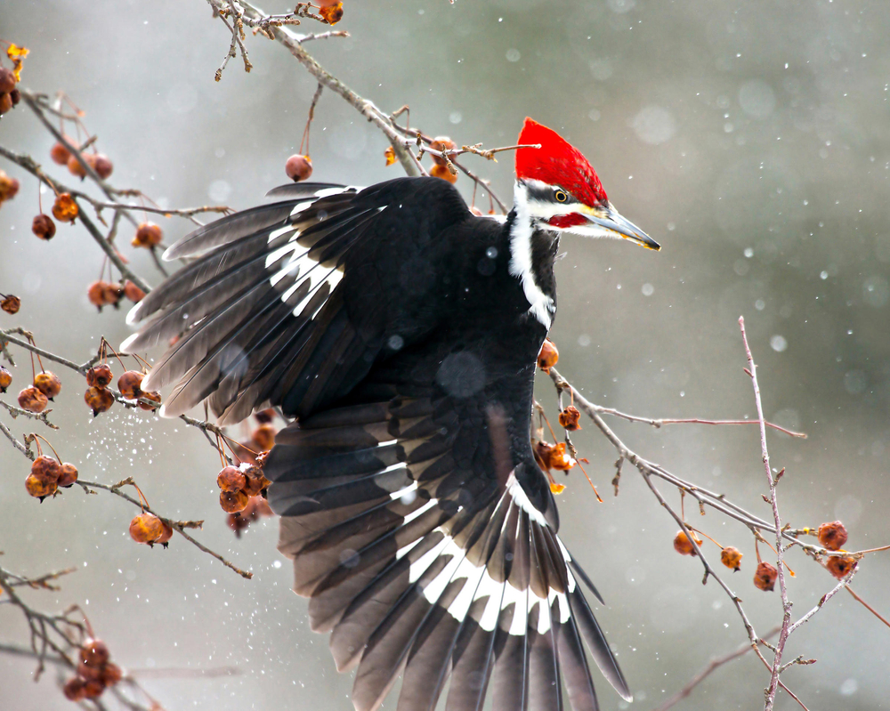 A pileated woodpecker clinging to a thin branch in winter