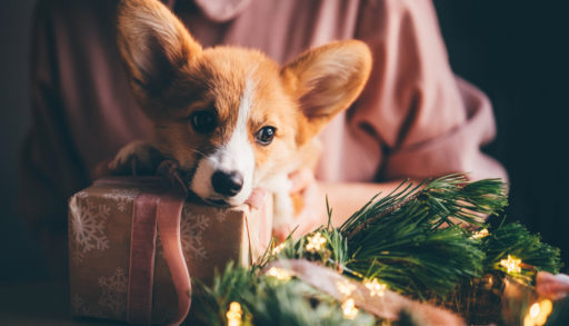 Corgi puppy at Christmas