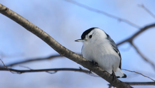 A white-breasted nuthatch perched on a branch