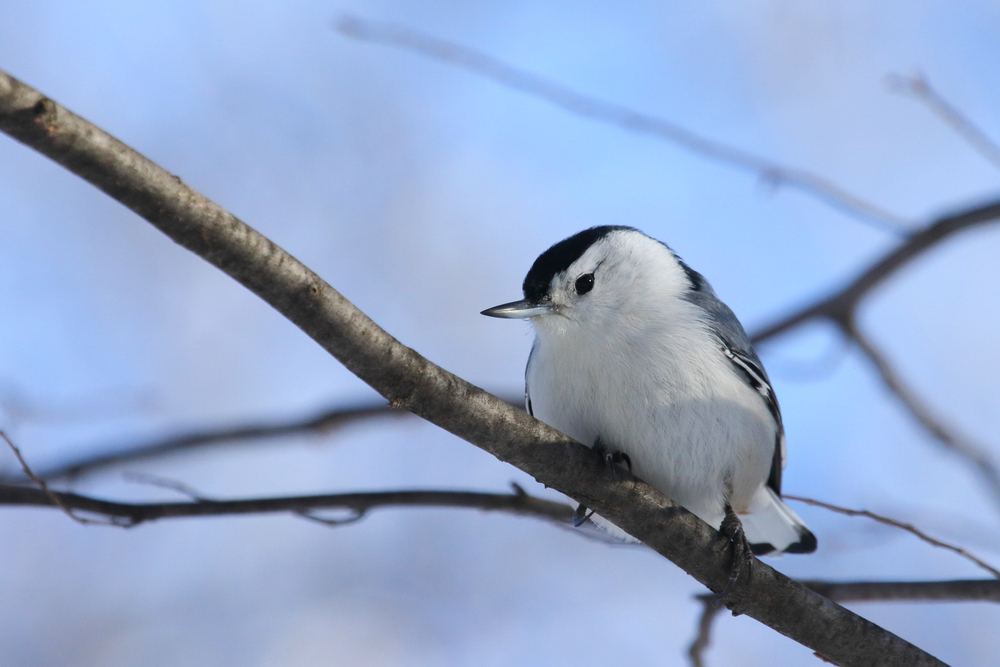 A white-breasted nuthatch perched on a branch