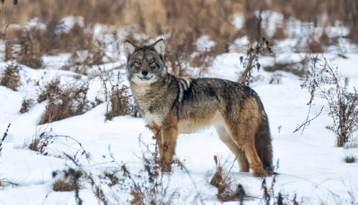 beautiful coywolf in the snow