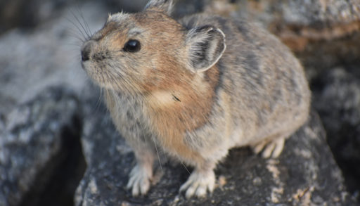 A pika perched on bare rocks