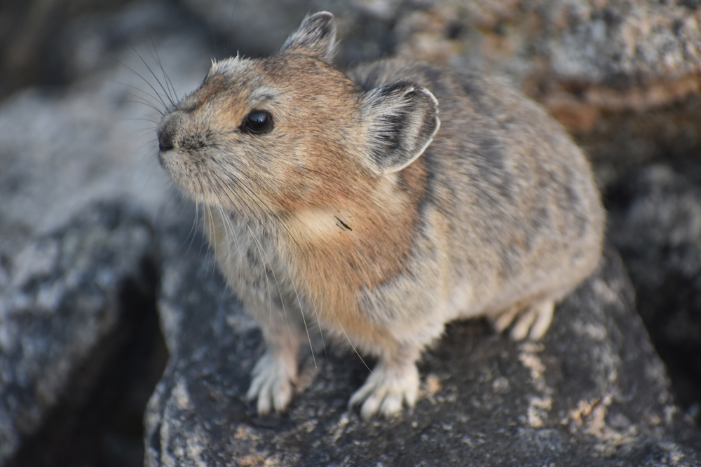 A pika perched on bare rocks
