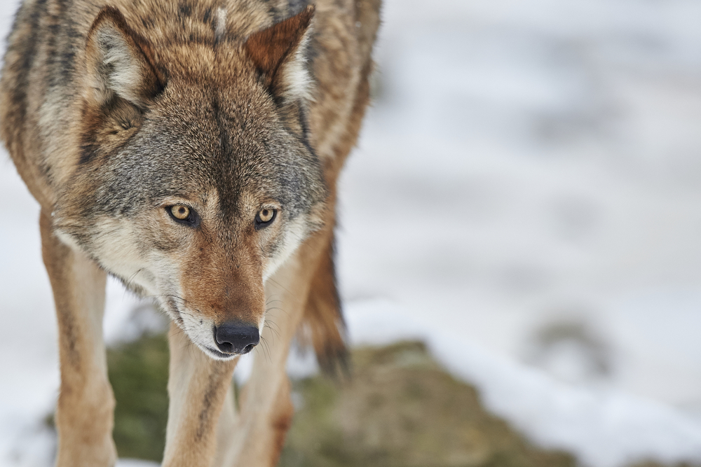 A Canadian timberwolf in winter