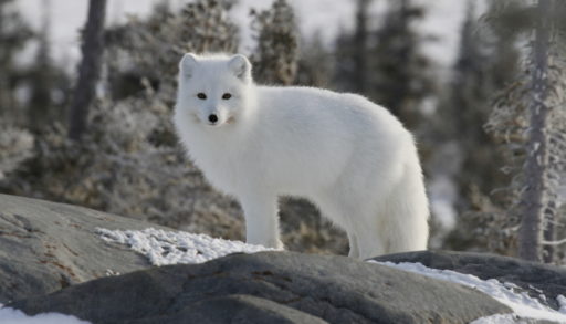 A white Arctic fox standing on rocky, snowy ground