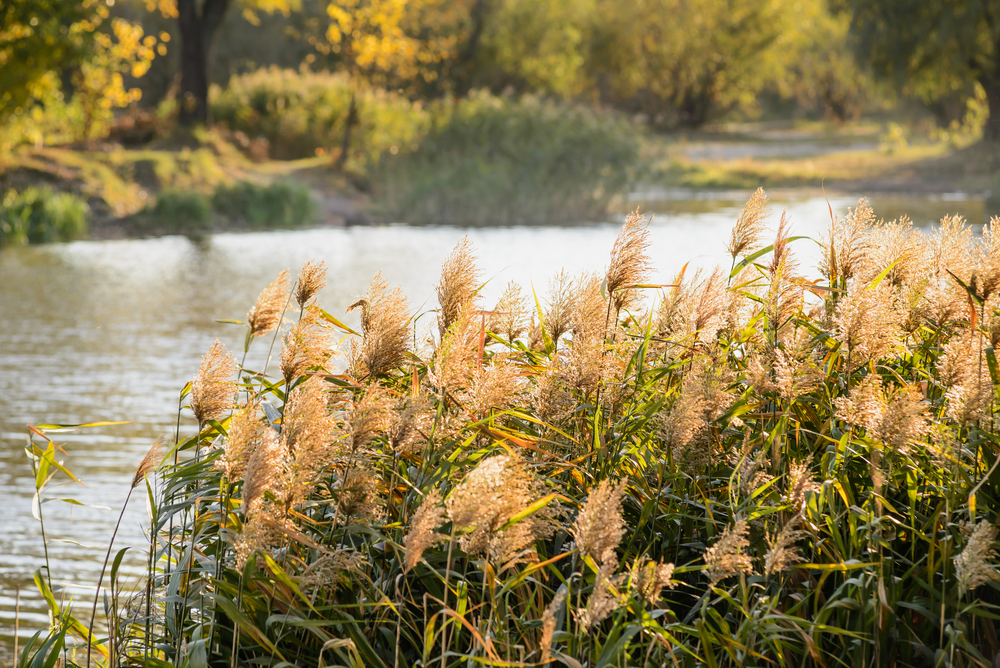 invasive phragmites growing by the lake