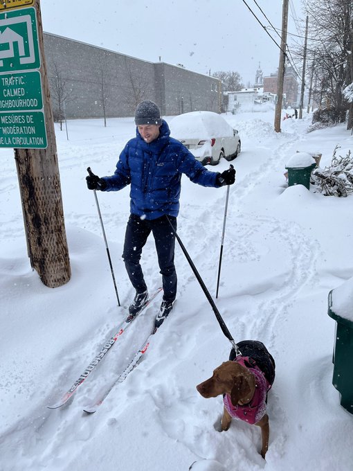Skijoring with a dog