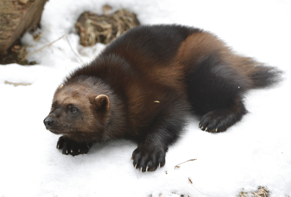 An adult wolverine lying in the snow