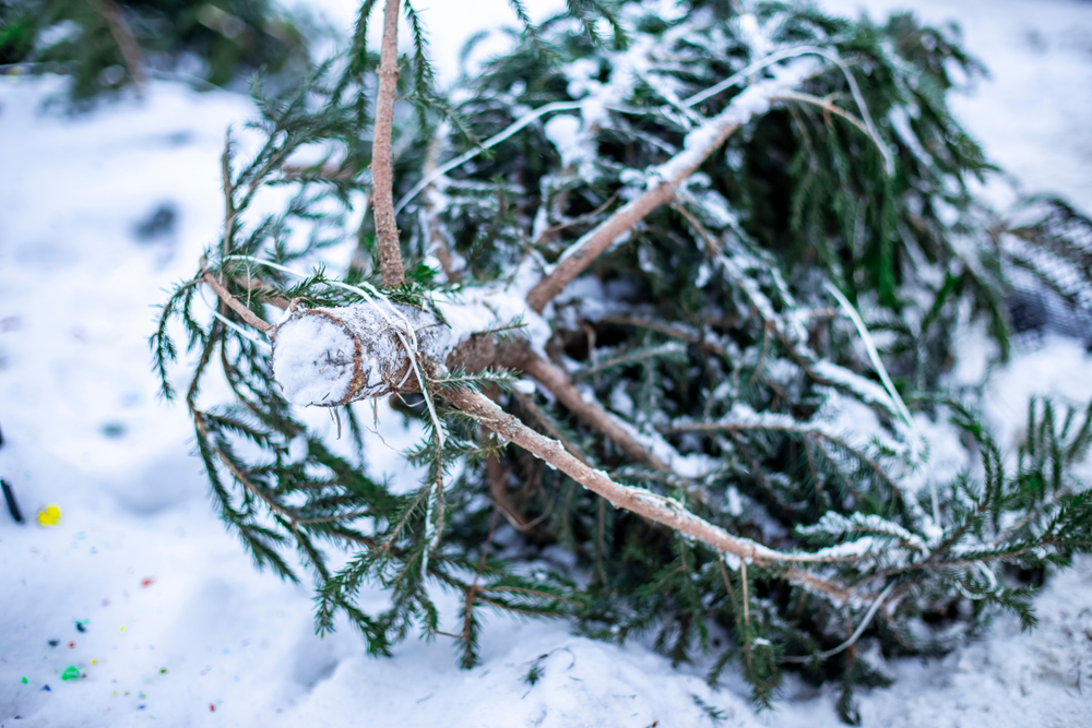 Christmas tree out by curb