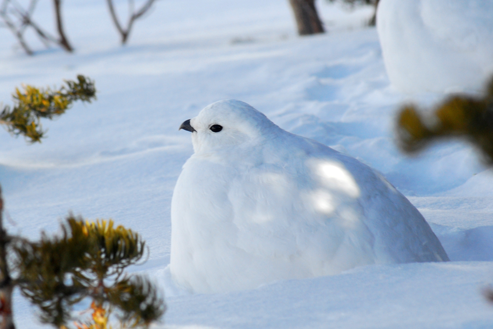 A white-tailed ptarmigan crouched in the snow