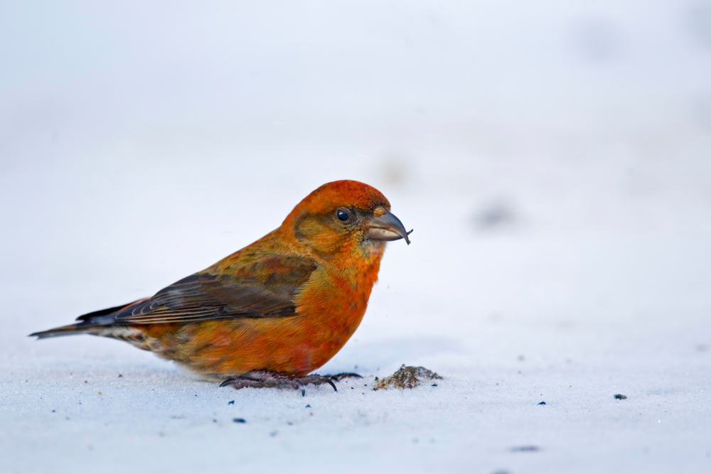 A male red crossbill standing in the snow